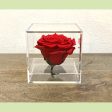 Preserved Rose in acrylic box Online