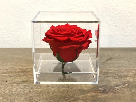 Preserved Rose in acrylic box Online