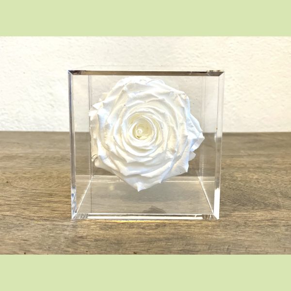 Preserved Rose in acrylic box Online