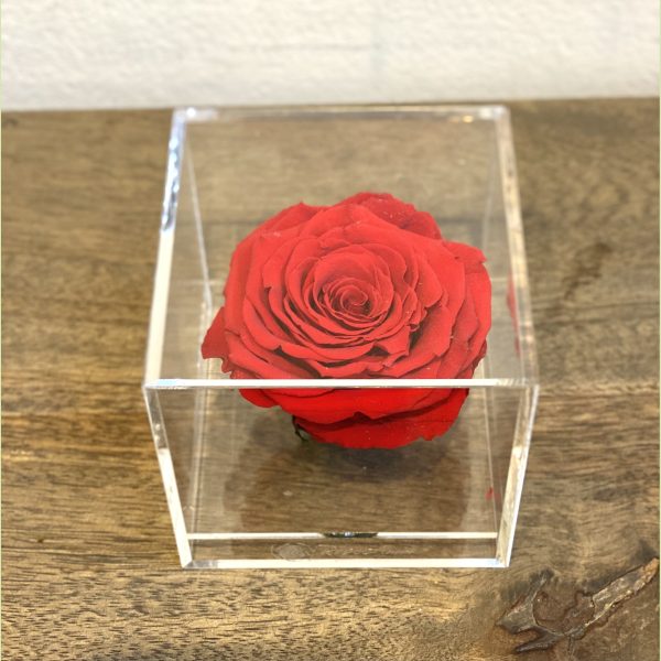 Preserved Rose in acrylic box Online