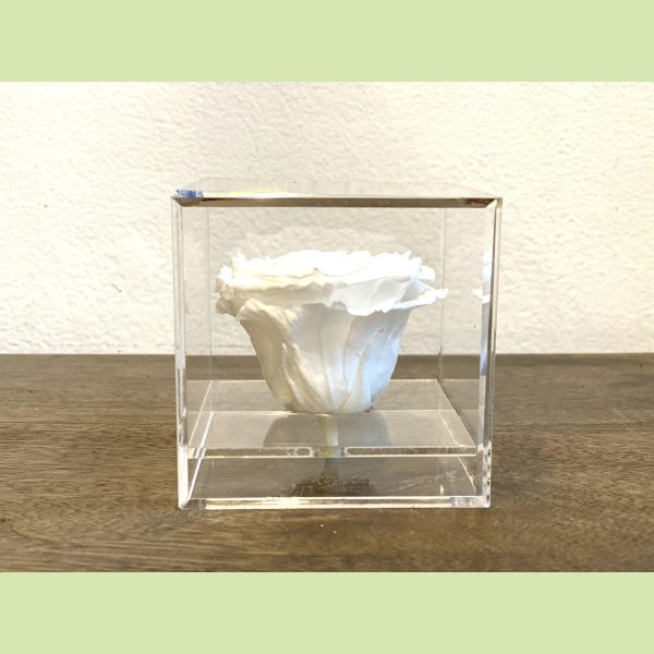 Preserved Rose in acrylic box Online