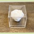 Preserved Rose in acrylic box Online